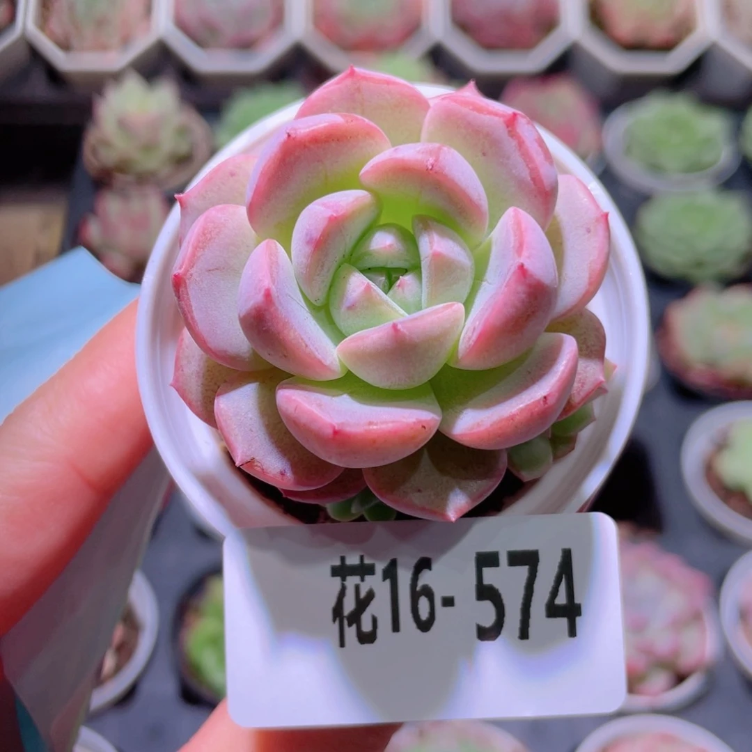 花利美16-574新品