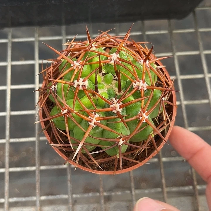 我也不知道我为什么要这样