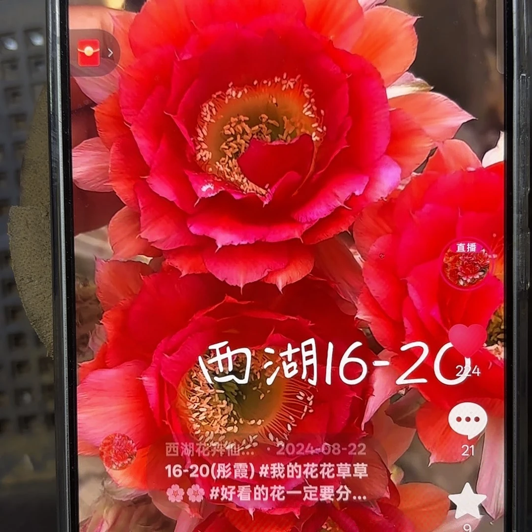 16-20彩4-5公分侧牙20包邮23