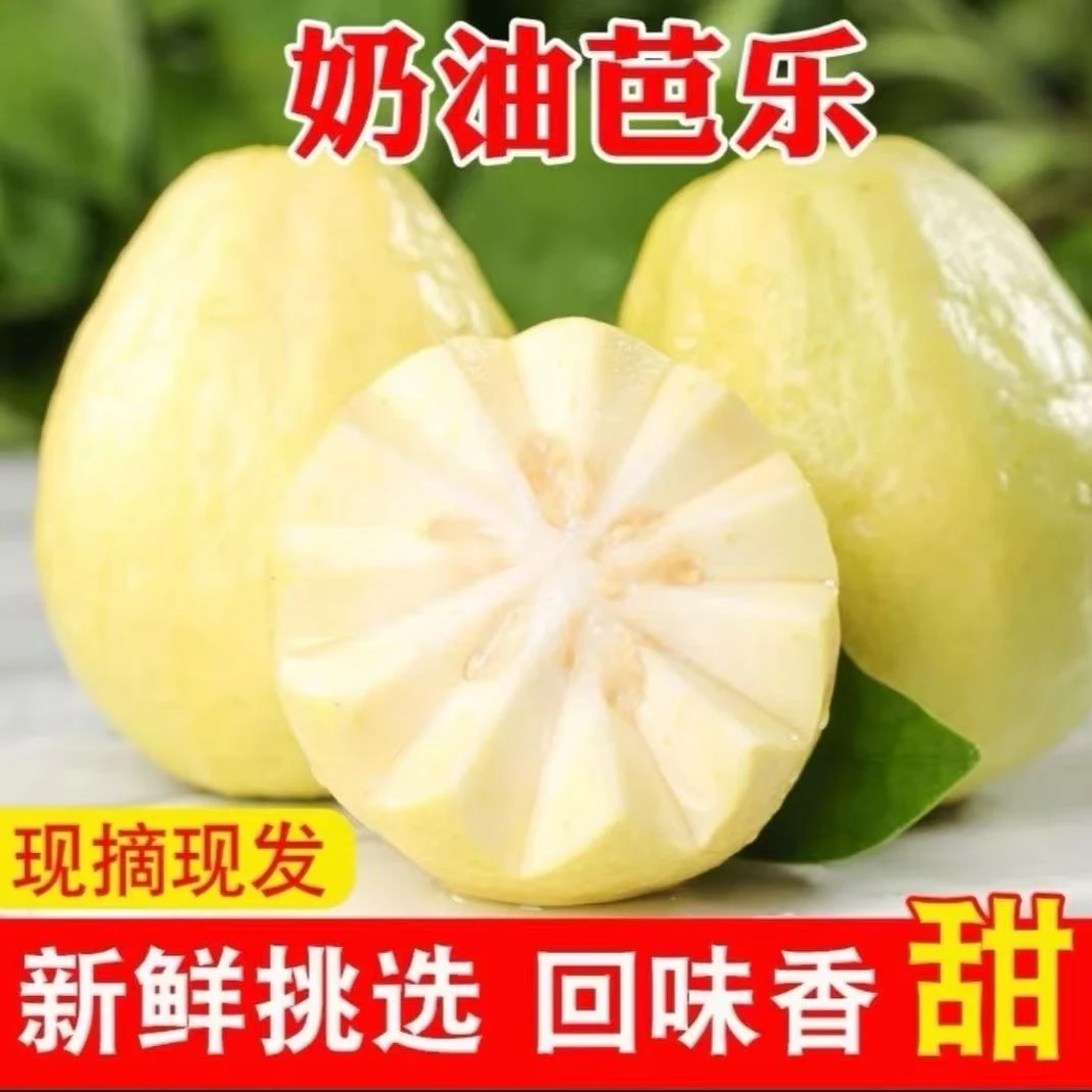 正宗【秋果现摘】广西奶油芭乐低糖当季高端水果番石榴新鲜软糯香甜