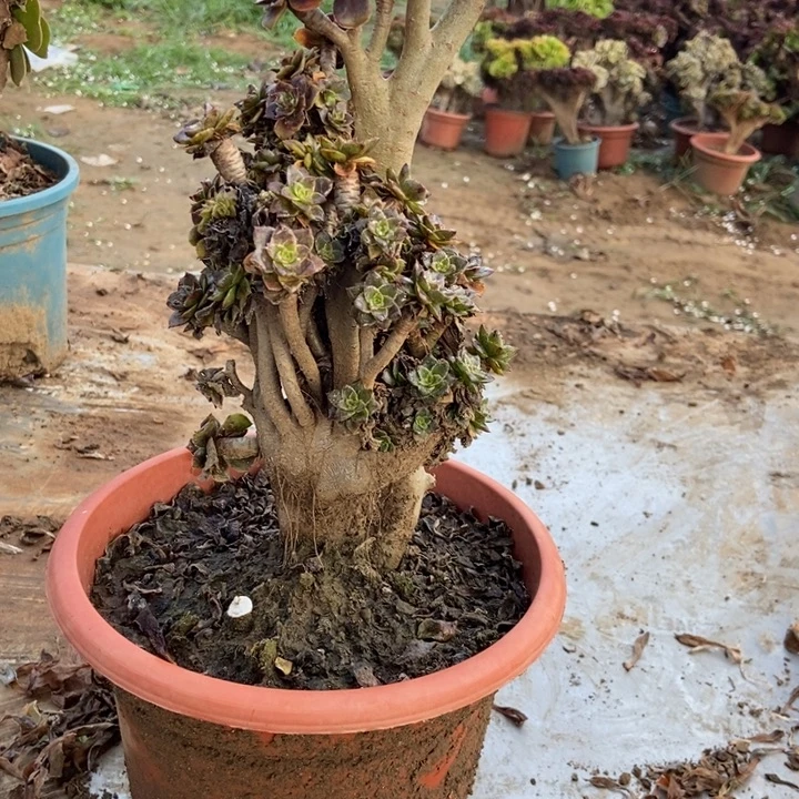 张***姐249小黑豆小黑豆小黑豆