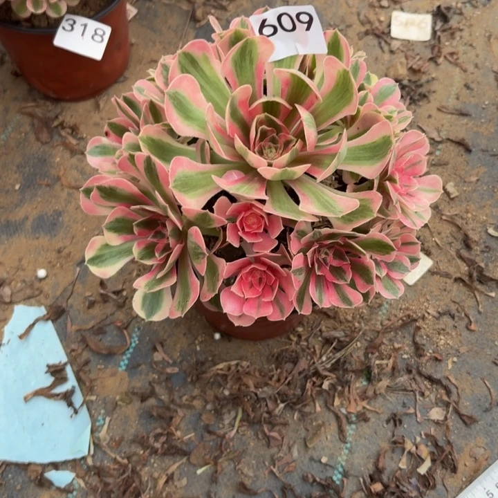 粉女巫多肉植物不包损609小棵