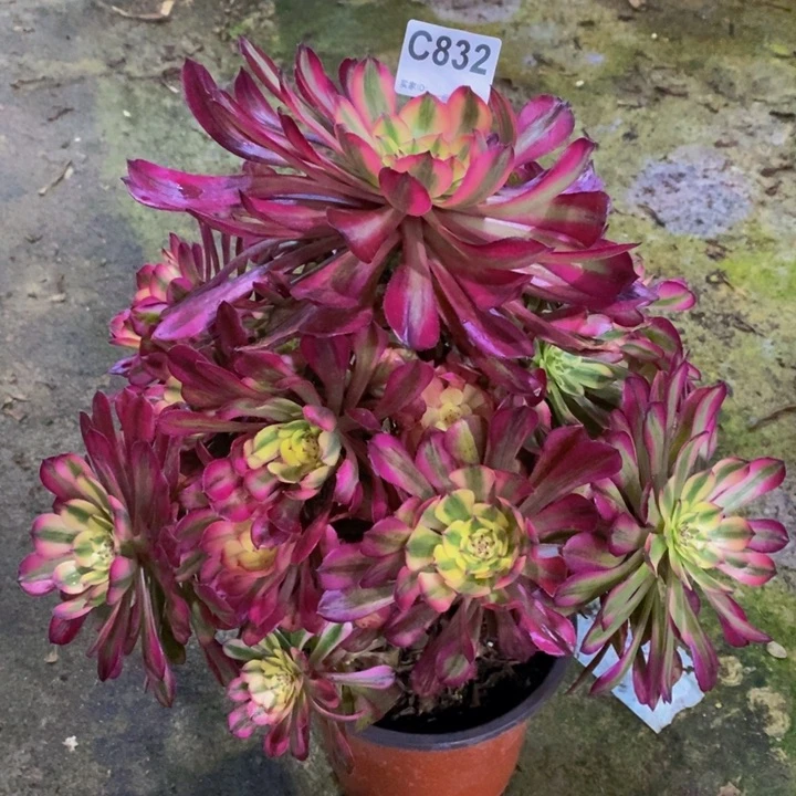 美亚多肉植物832