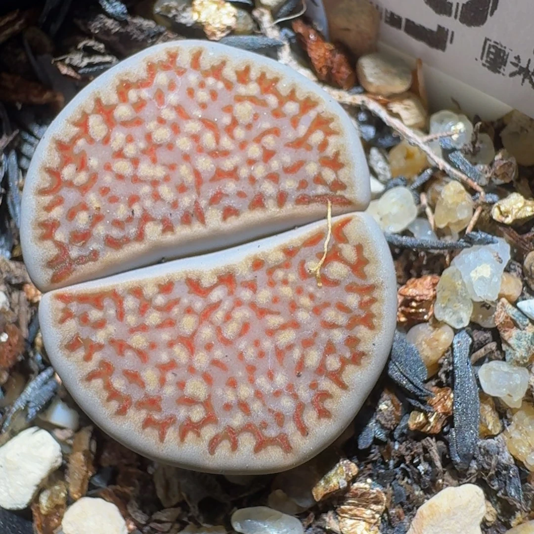 zzzz精品生石花657