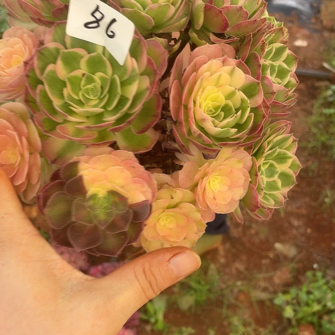 多肉86号新品00000