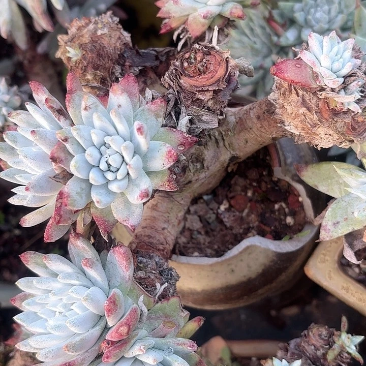 仙女杯多肉植物提取瑕疵不售后