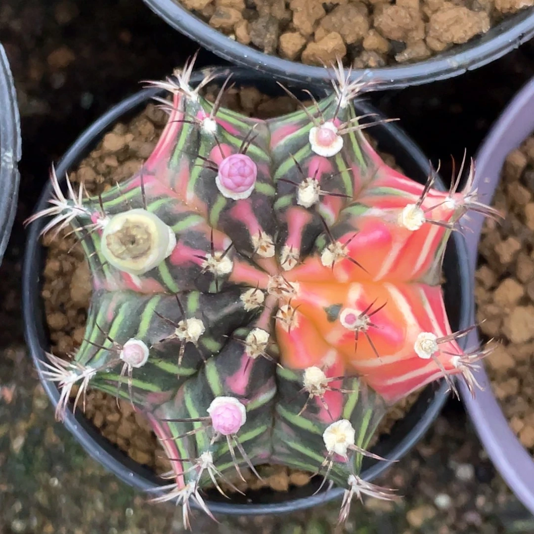 当前无花朵，栽培后可花朵泰系实生，梦想纹米哈锦