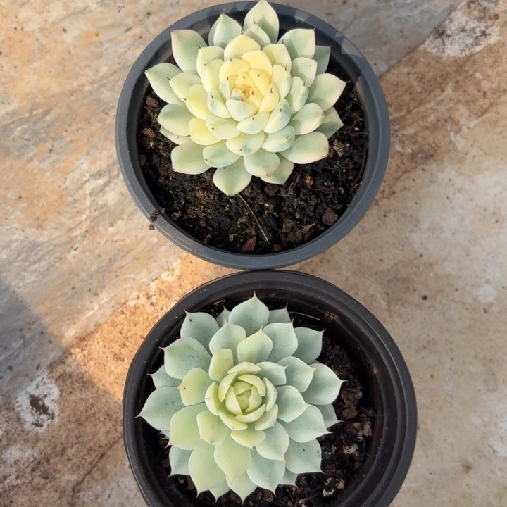 风声妲己一物一拍