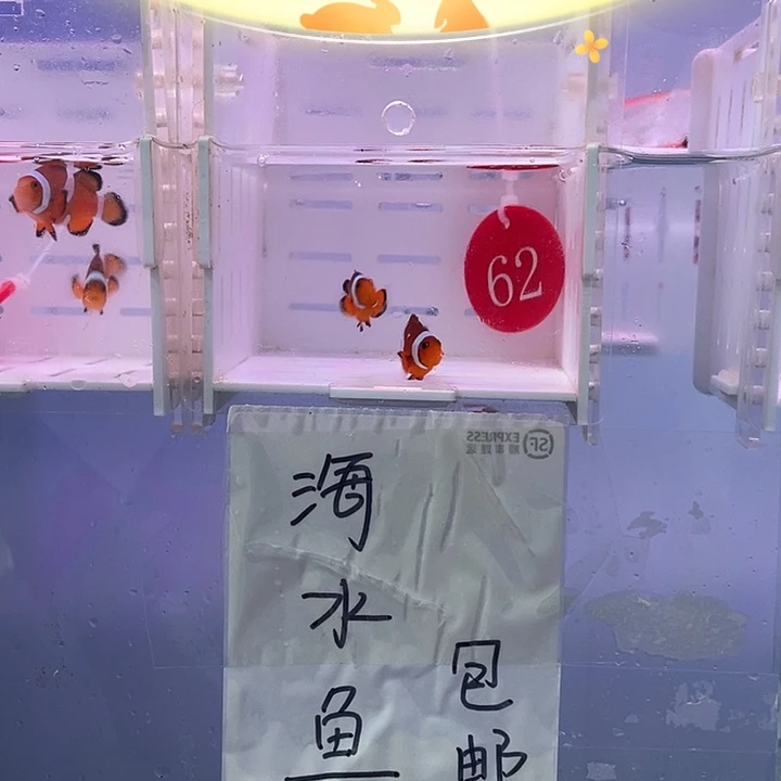 海水鱼精品黑边公子