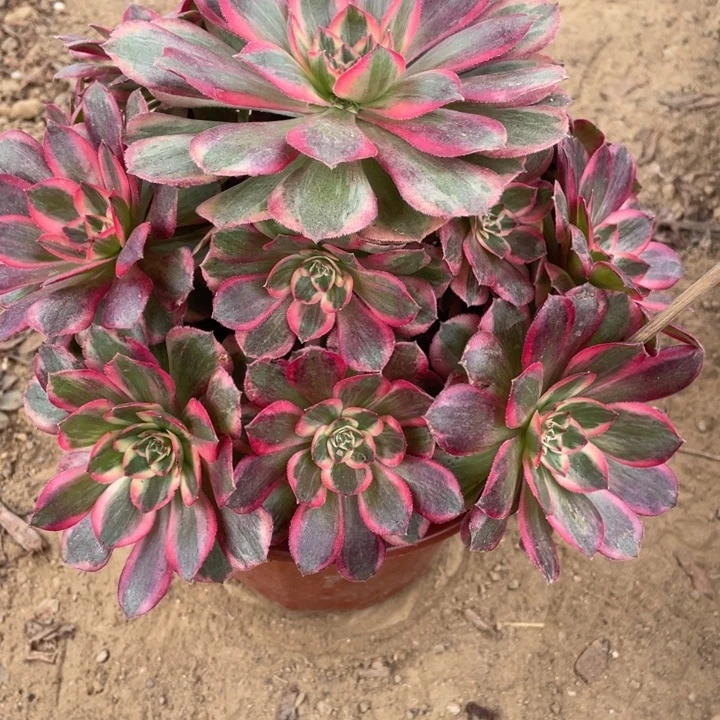 无花朵063多肉植物云荷