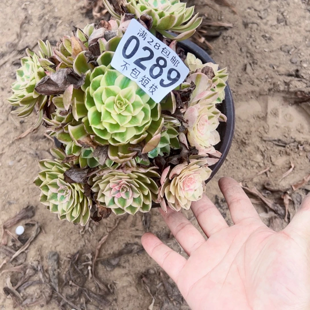 倾城多肉植物法师0289