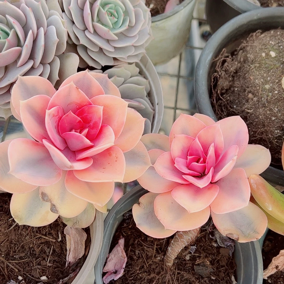 彩虹大单头精品特价二盆