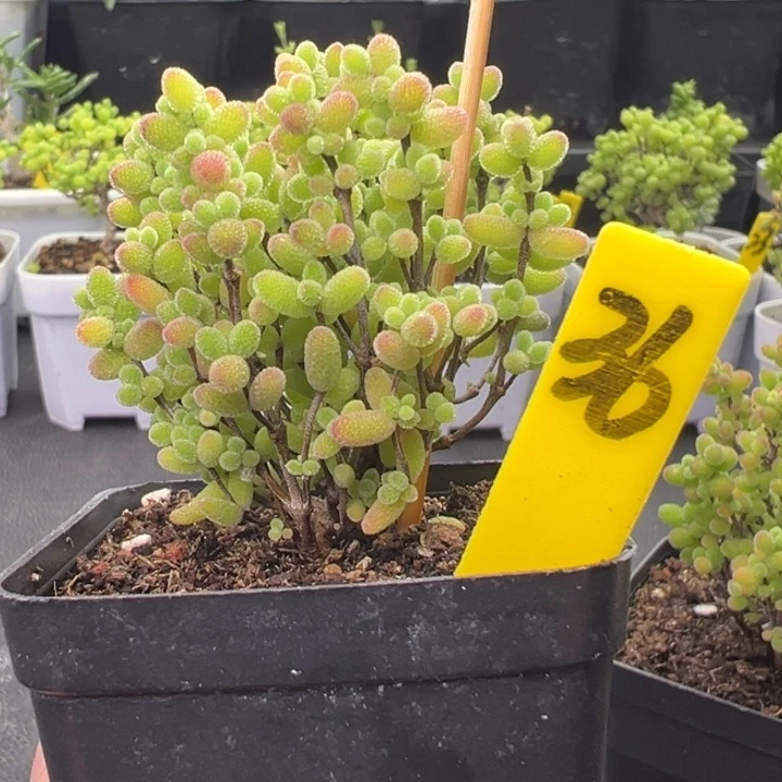 36号彩色蜜橘 一物一拍