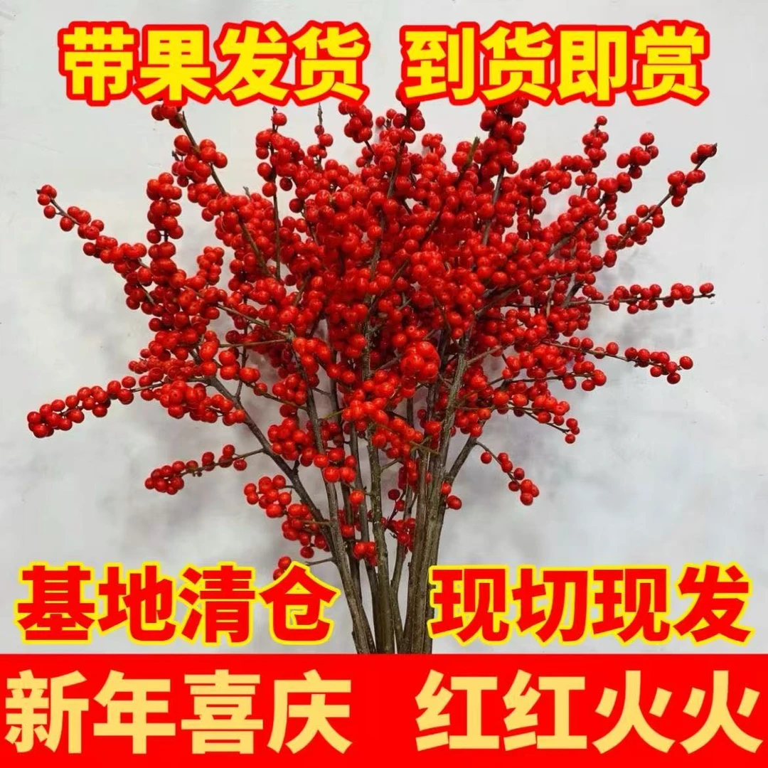 【年宵花】北美冬青花期超长2-3个月红红火火发财果鲜切花家养瓶插