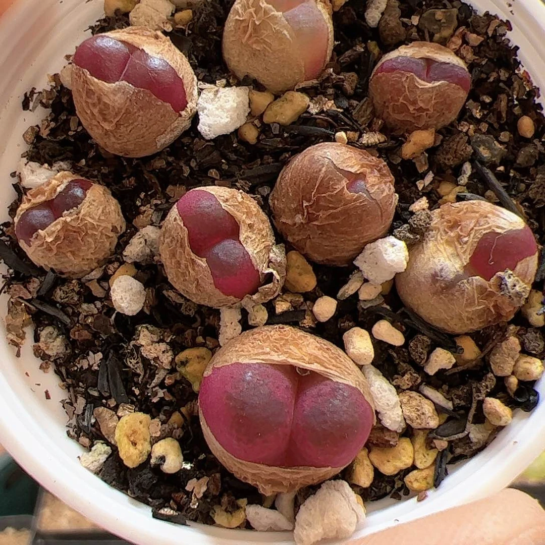 【闪购商品】176 吕