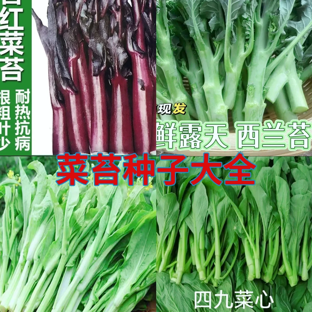 【菜苔种子大全】红菜苔豆角种子心紫菜籽四季春秋冬季农新手田园