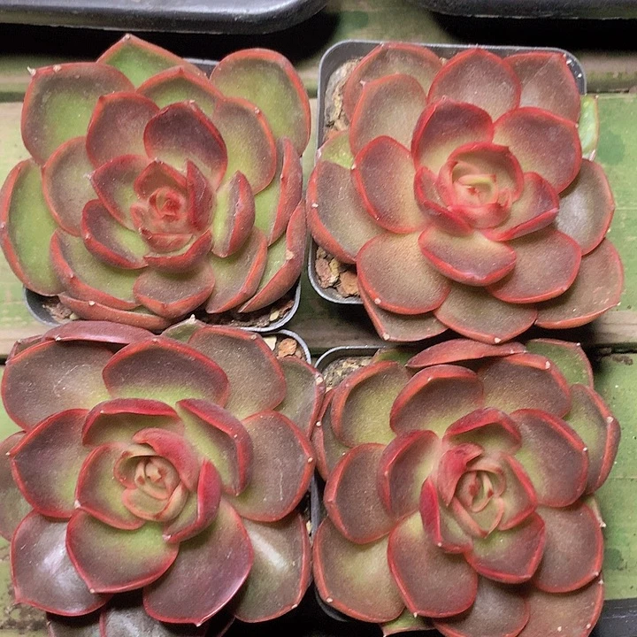 老灯单头脱土发货