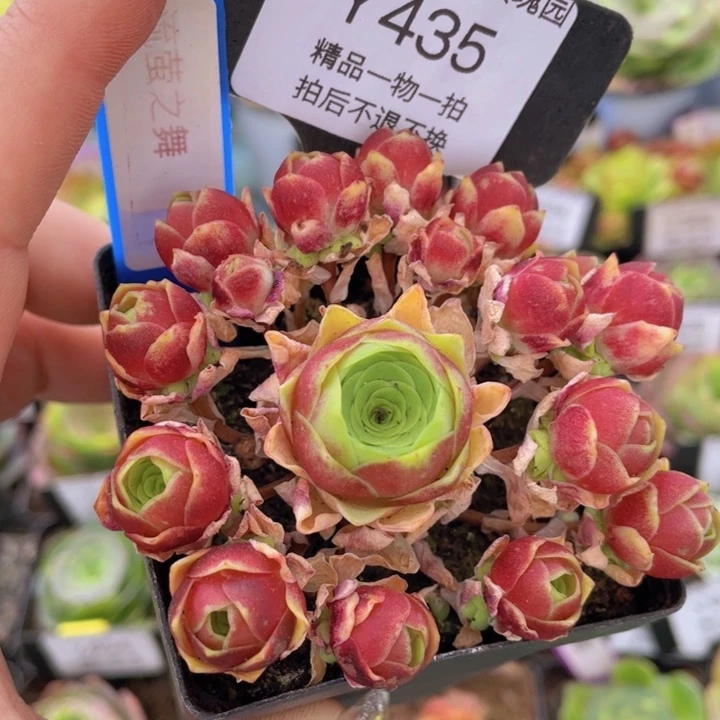 流萤之舞一物一拍435