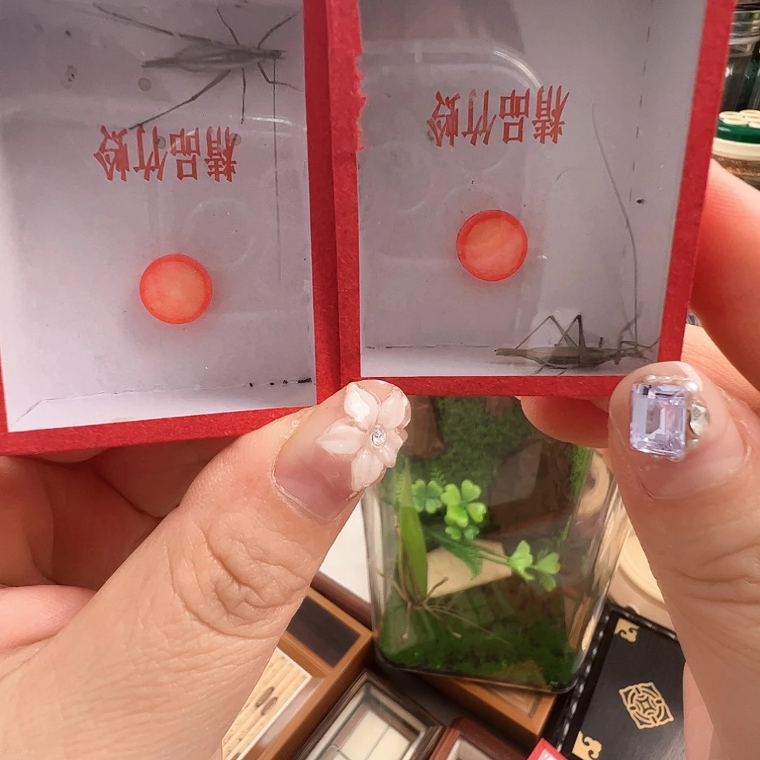 老***）哈哈哈哈哈紫竹两个