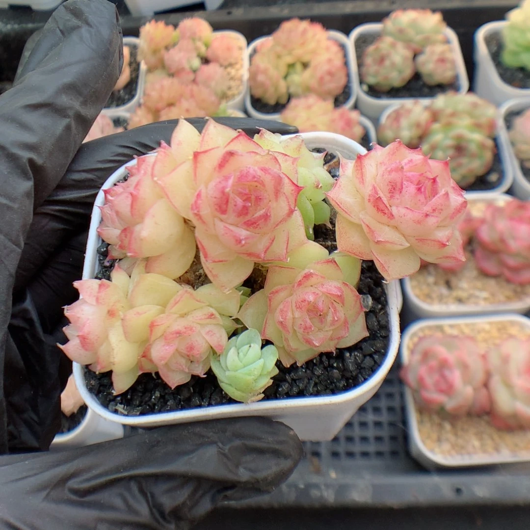 多肉植物。 麦秆35