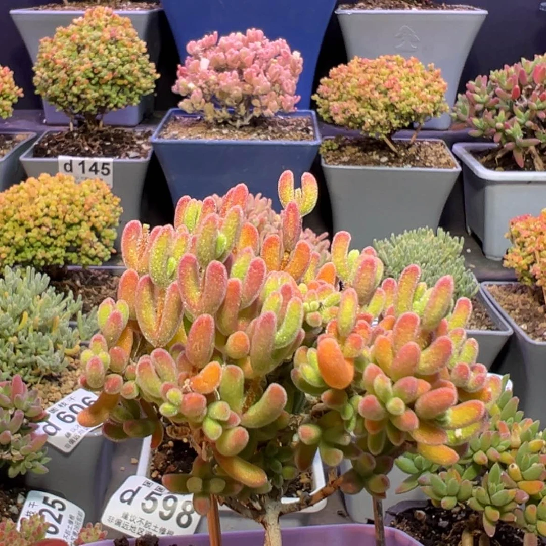 【闪购商品】早****?d647荔枝糯米糍所有赠送649