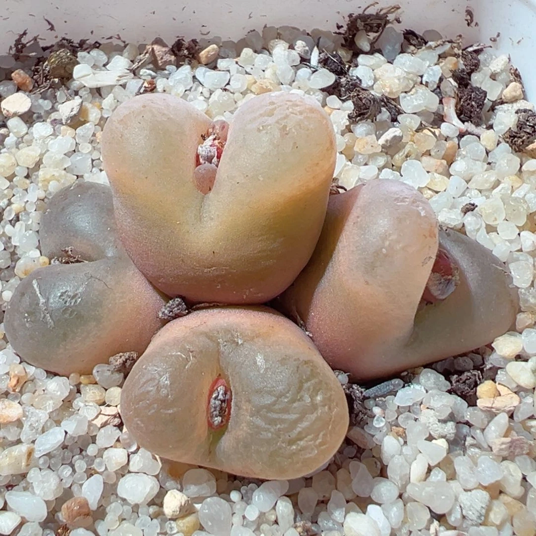 211-409.我的小可爱