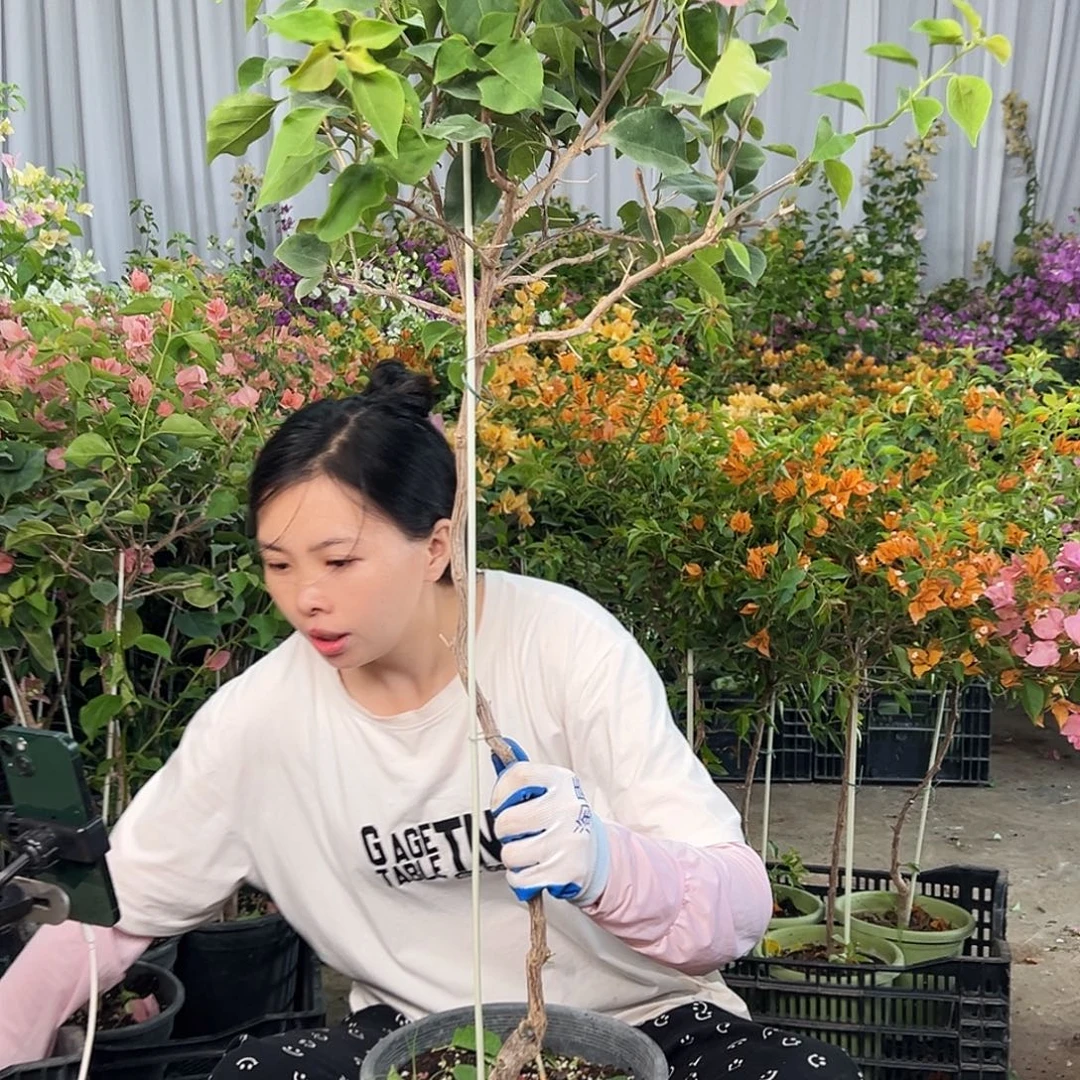 心***成大部分花苞少量开放L84不甜