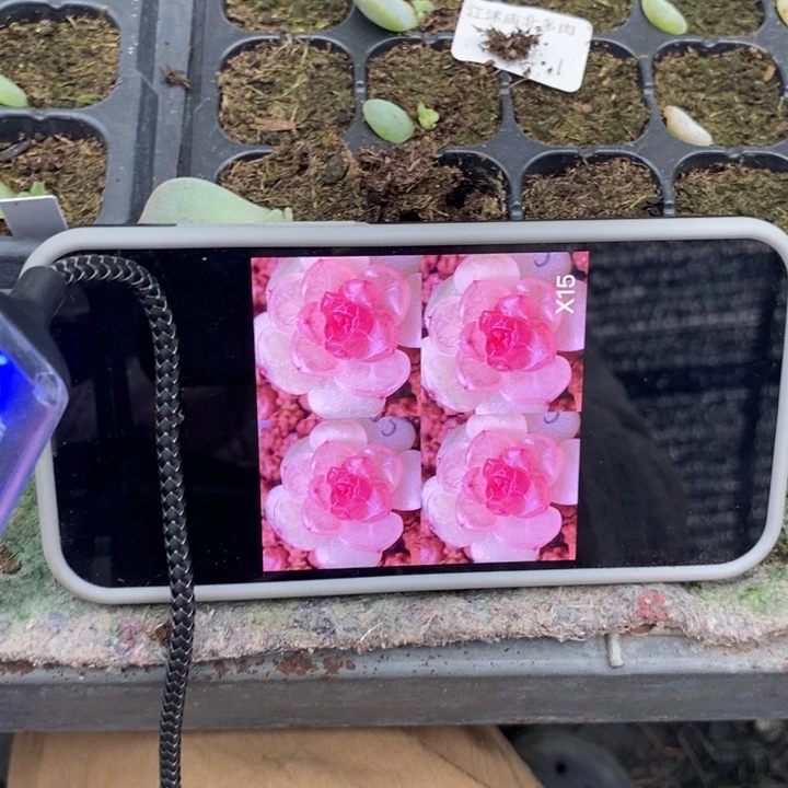 血丝x15芽苗一个多肉