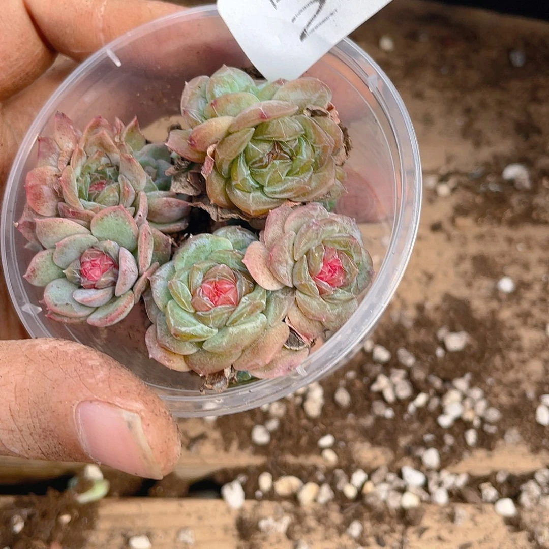 多肉植物多肉植物236