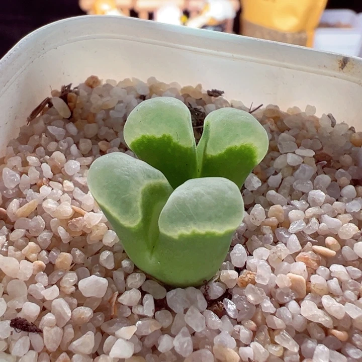 510-117多肉极窗风铃