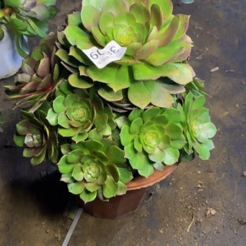 万圣节多肉植物3809