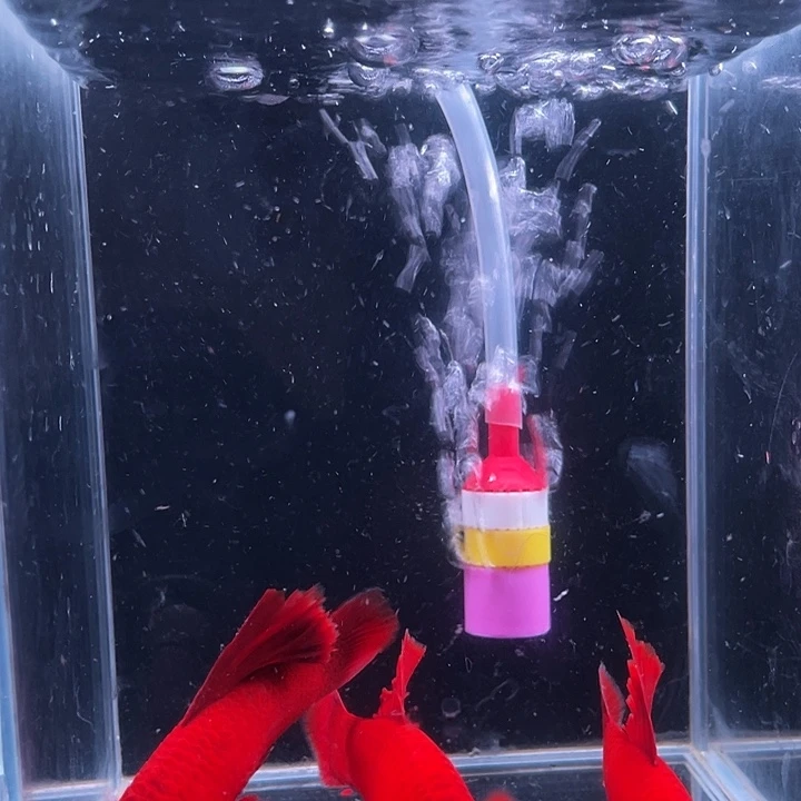孔雀鱼高稽红箭种鱼两对