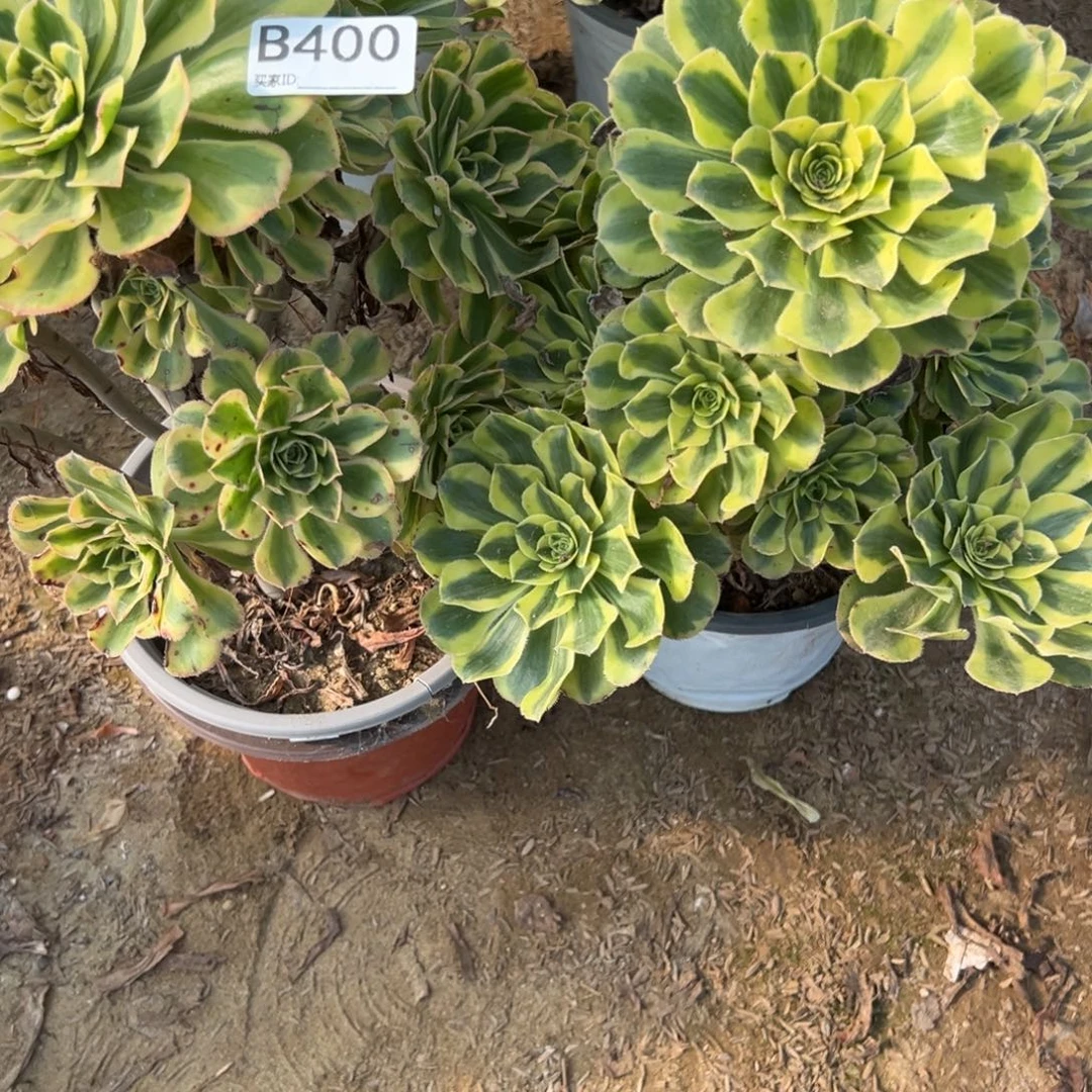 燕***京400保时捷多肉植物法师