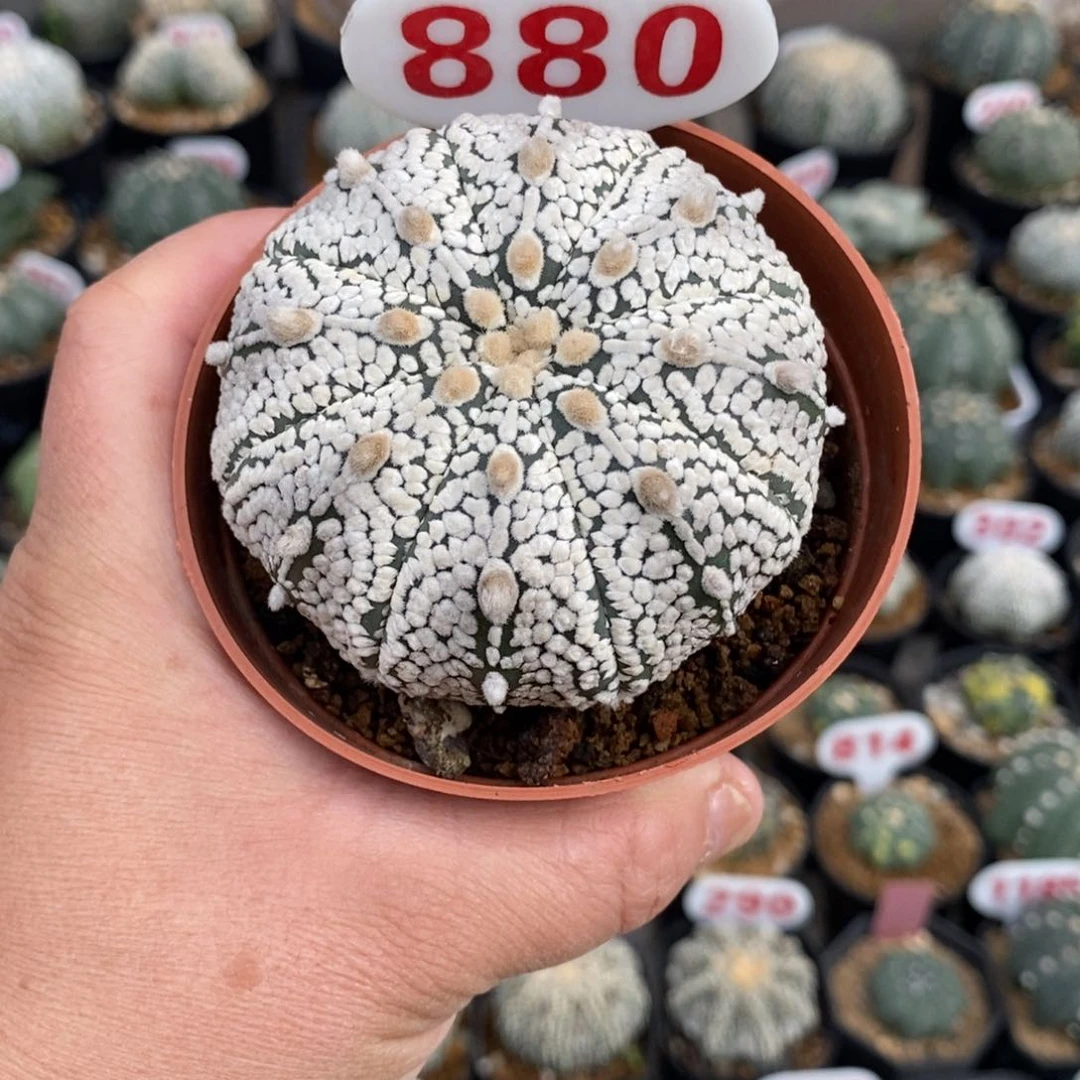880浓白连线超兜