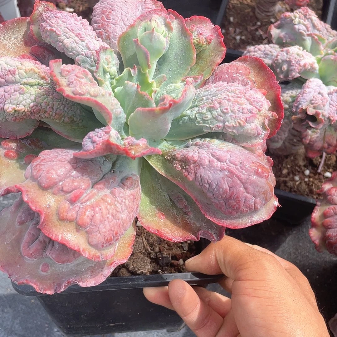 狂野男爵带盆发货