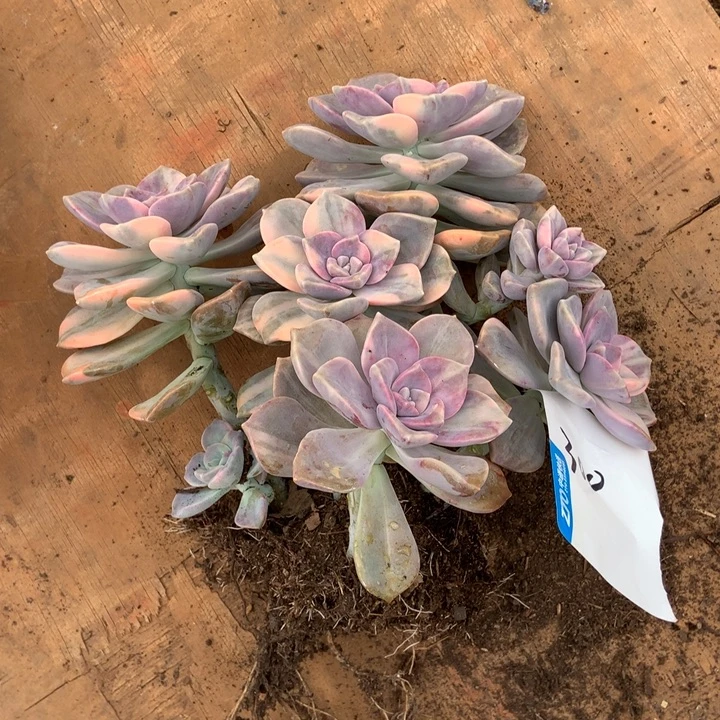 紫乐锦300 晓晓一物一拍