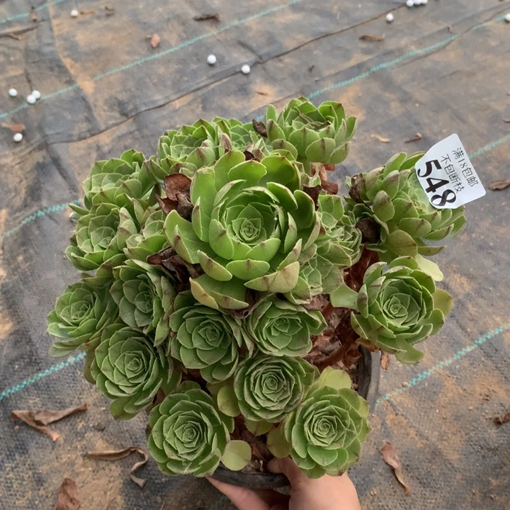 548万拉丝手捧1号棚