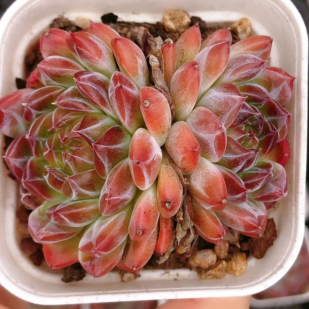 4号多肉植物  双头炫影一颗（尺寸5-6左右）满28包邮除偏远
