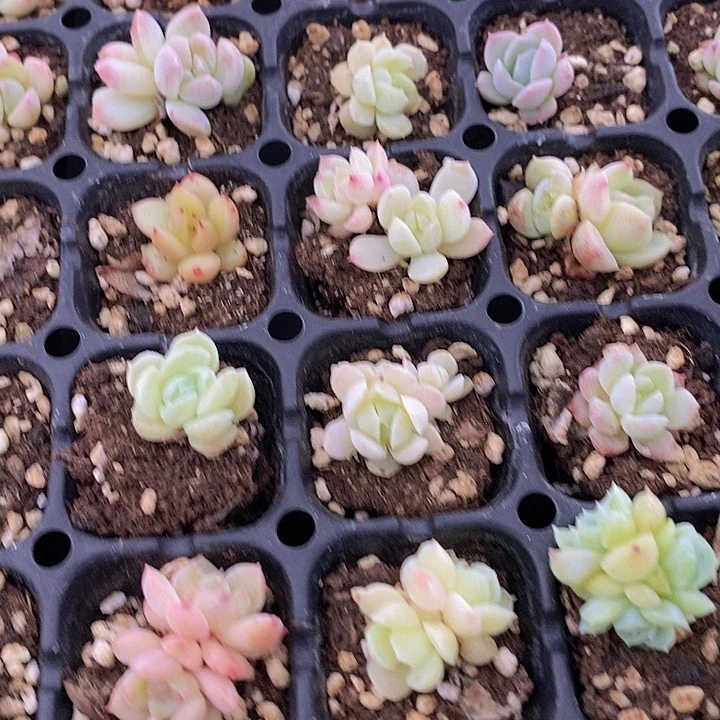 190 多肉植物盆栽植物