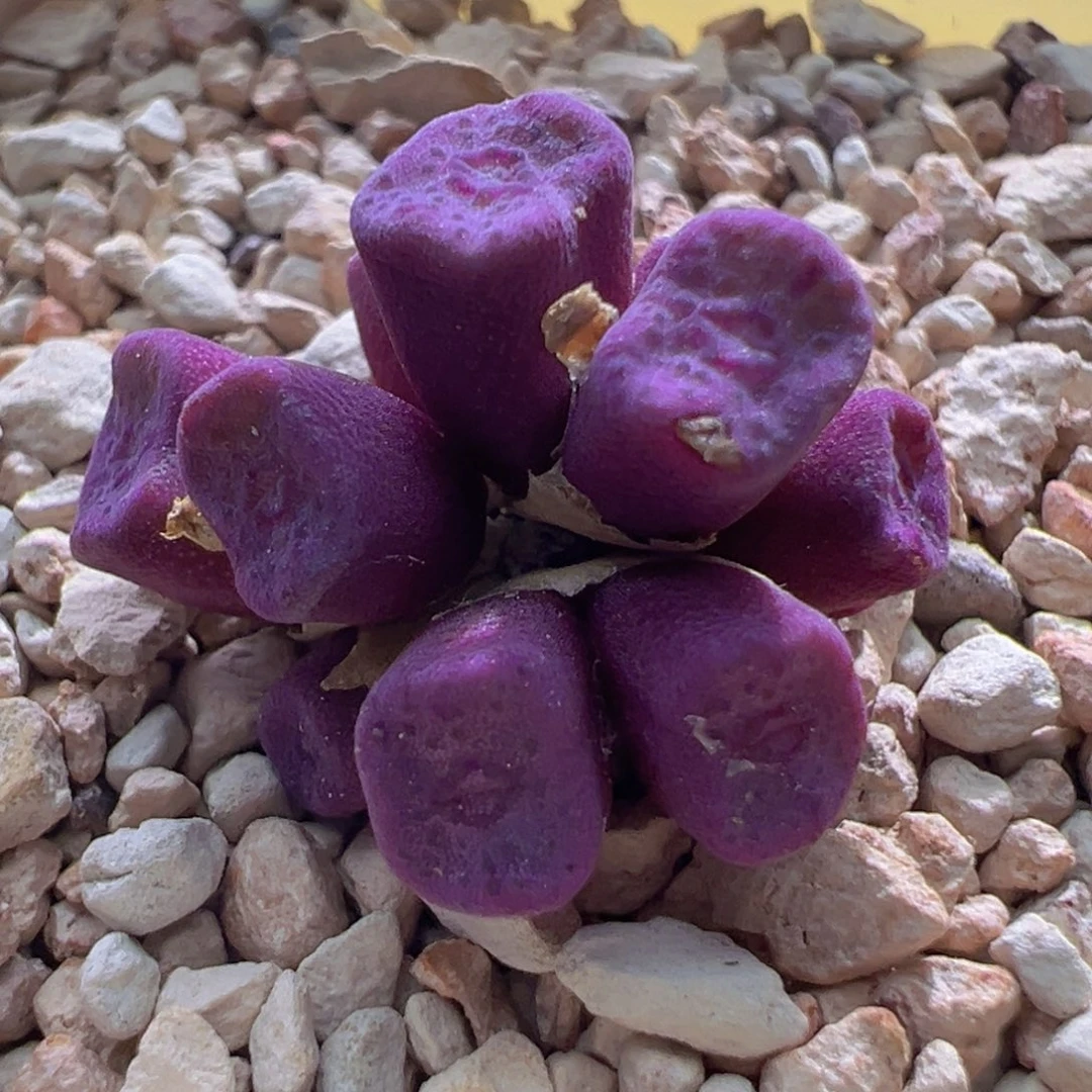 紫方碗一颗。  787。