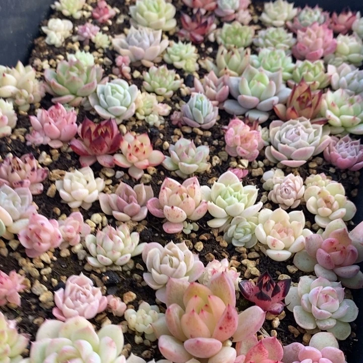 67 多肉植物盆栽花卉