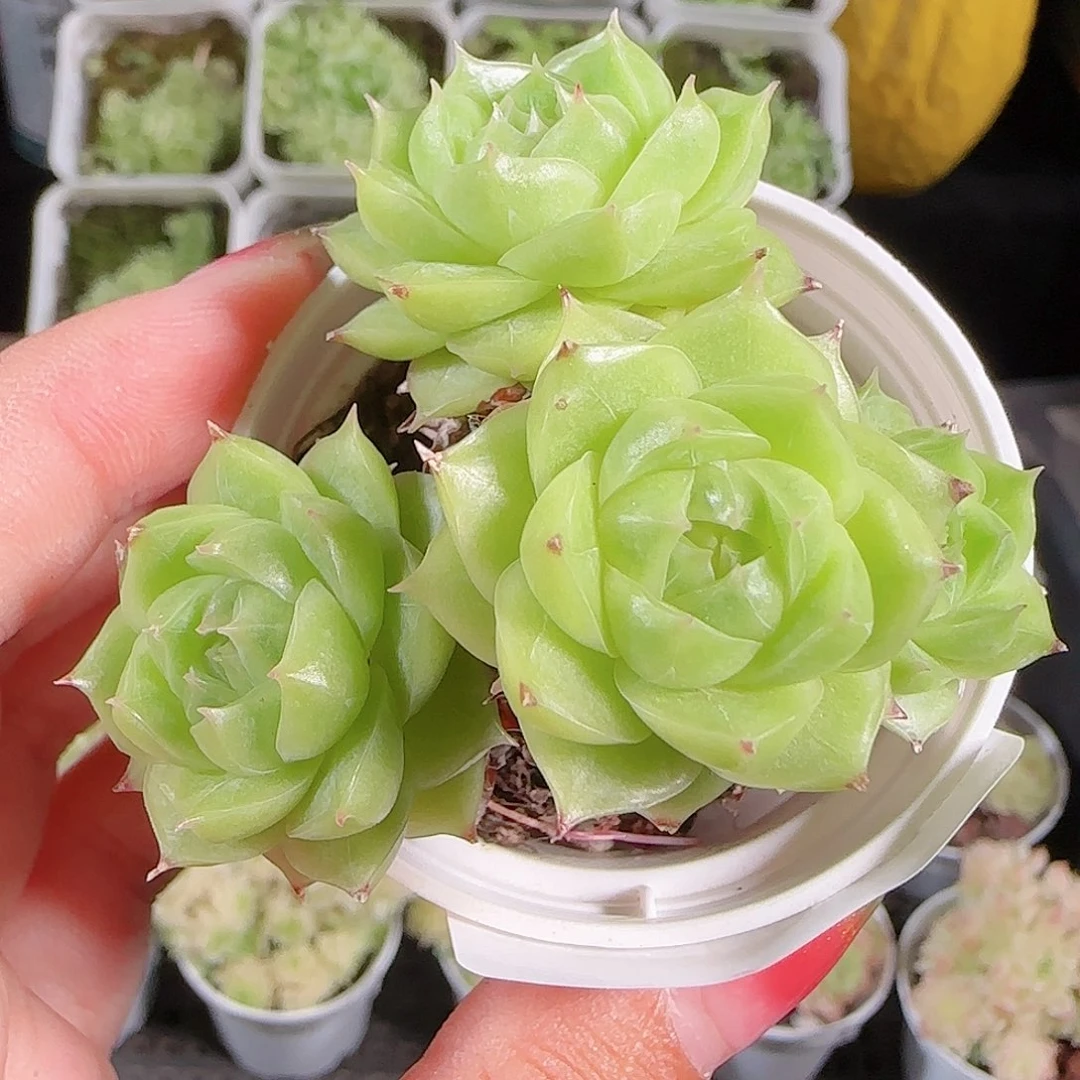 0830-43优选麦秆不包整