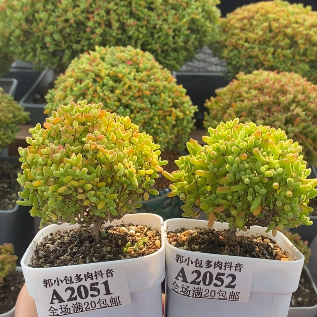 啊***哈蜜橘糖球组合2051➕2052