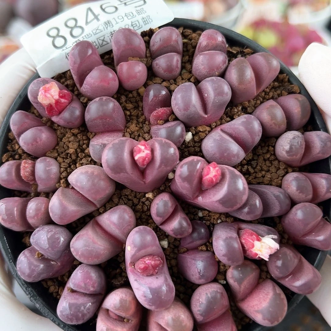 8846红大内双头加三头，9cm盆