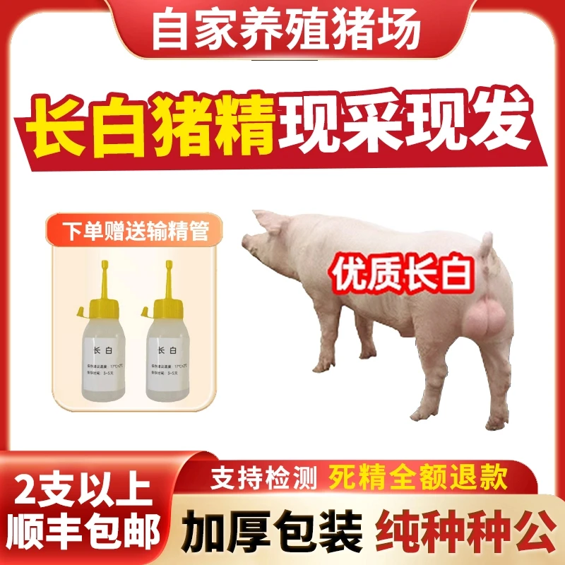 【长白】60ml一袋兽用优质精液猪精母猪配种人工授精当天现采现发