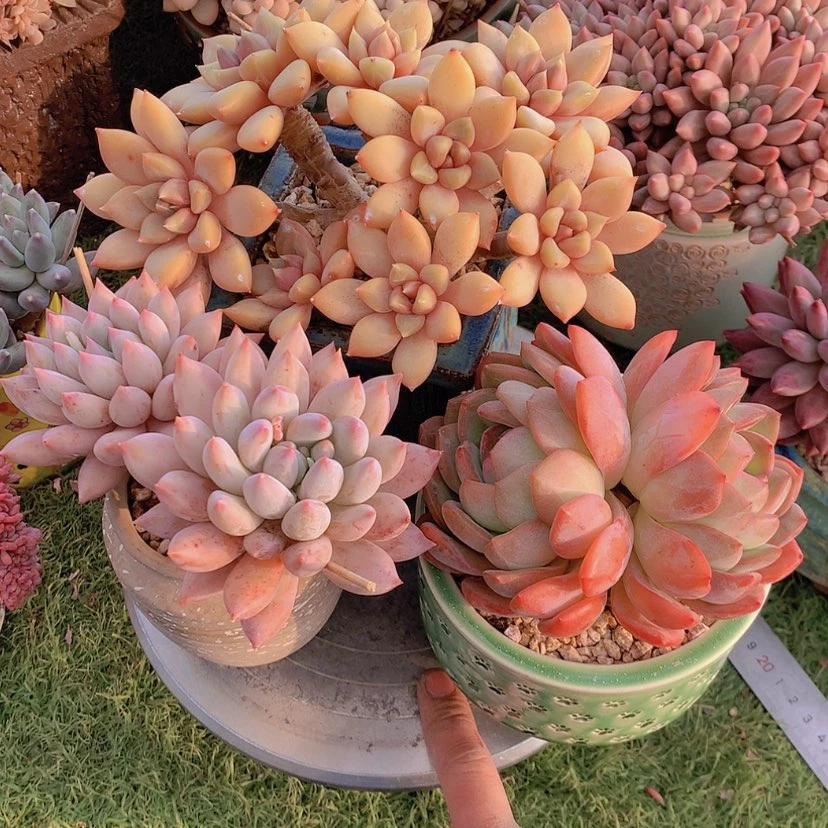 【闪购商品】彩虹象牙
