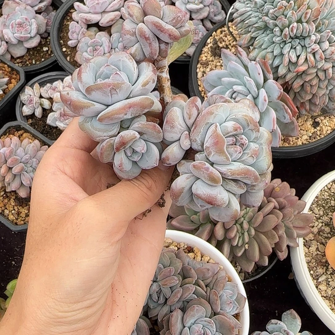 星影7头一物一拍粗腿