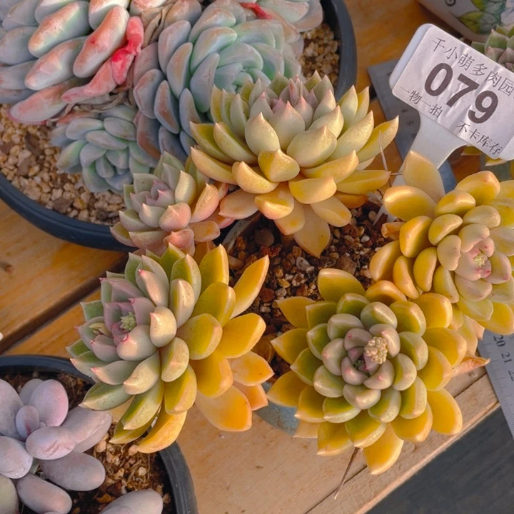 大*号谢谢你的支持00000079