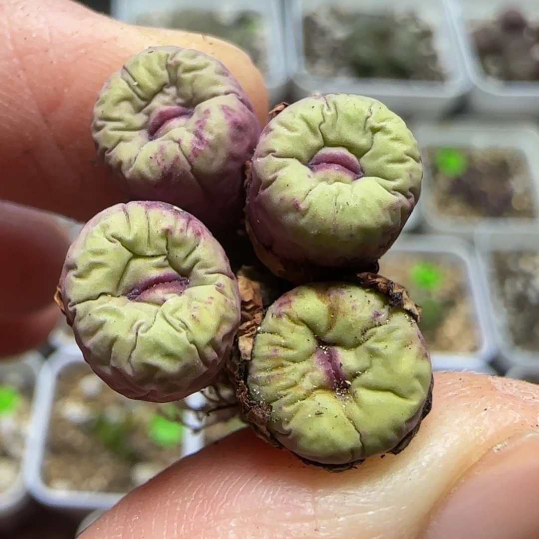 奶奶嘴多肉植物120