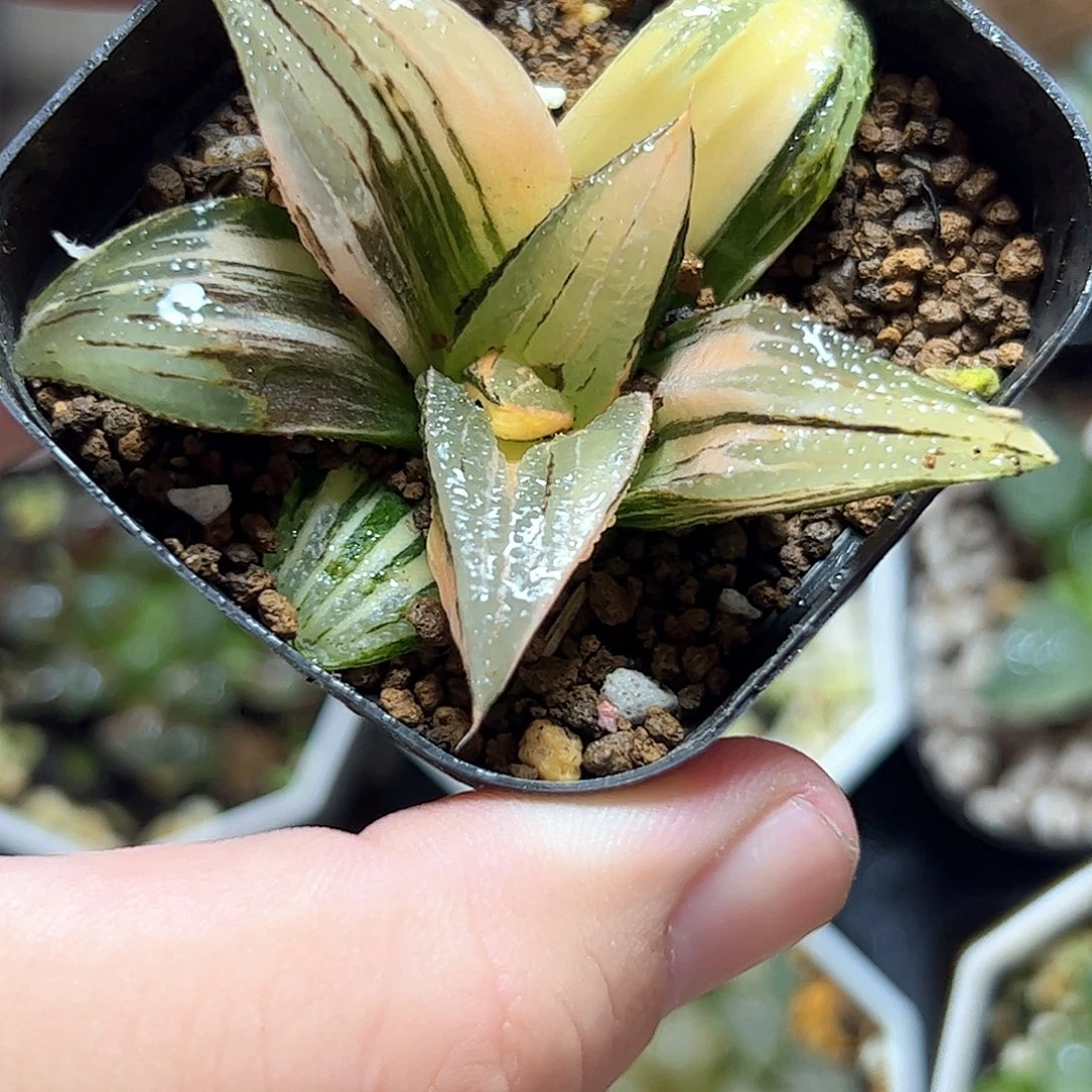 茜云锦十二卷多肉植物